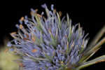 Blueflower eryngo